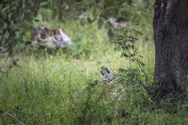 Leopardo no Parque Nacional Kruger, África do Sul — Fotografia de Stock