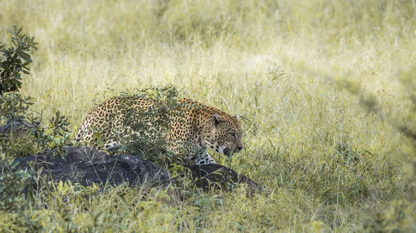 Leopardo en el Parque Nacional Kruger, Sudáfrica —  Fotos de Stock