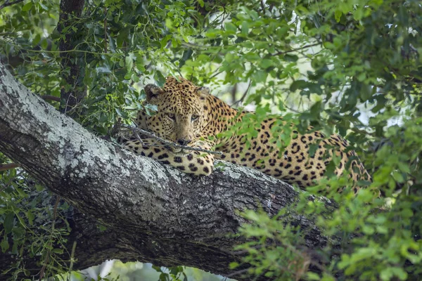 Leopardo en el Parque Nacional Kruger, Sudáfrica —  Fotos de Stock