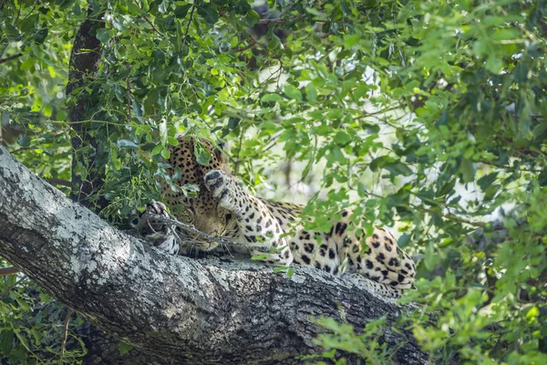 Leopard v Kruger National park, Jihoafrická republika — Stock fotografie