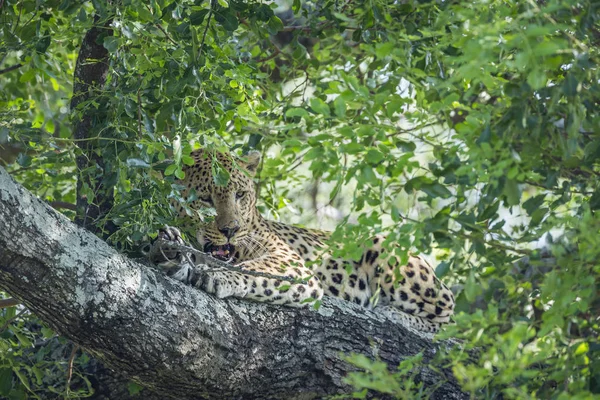 Leopard v Kruger National park, Jihoafrická republika — Stock fotografie