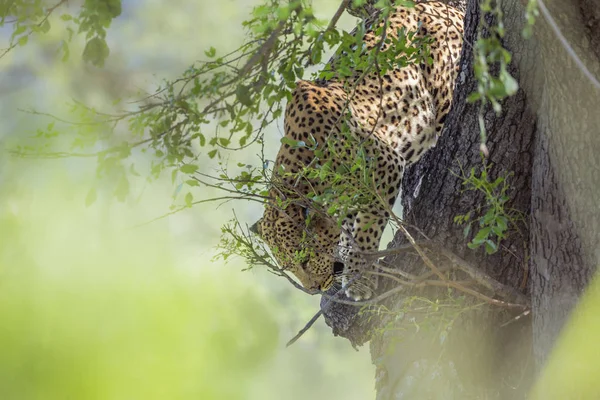 Lampart w Kruger National park, Afryka Południowa — Zdjęcie stockowe