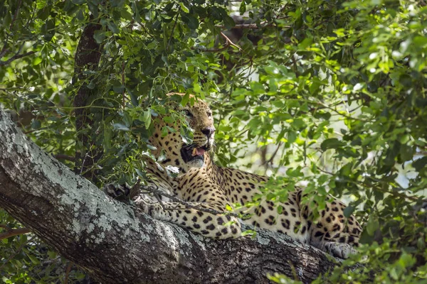 Leopard i Kruger National park, Sydafrika Royaltyfria Stockfoton