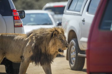 Afrika aslanı Kruger National park, Güney Afrika