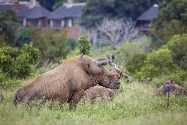 Rinoceronte-branco-do-sul no Parque Nacional Kruger, África do Sul — Fotografia de Stock