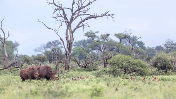 Rinoceronte bianco meridionale nel parco nazionale di Kruger, Sud Africa — Foto Stock