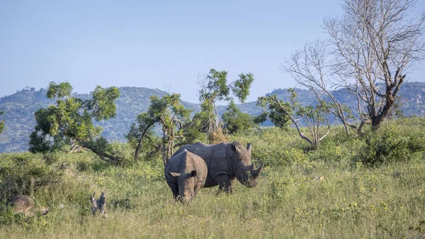 Güney beyaz gergedan Kruger National park, Güney Afrika — Stok fotoğraf