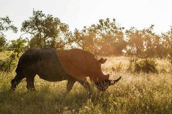 남쪽 백색 코뿔소 남아프리카 공화국 크루 거 국립 공원 — 스톡 사진