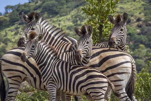 Зебра рівнинах в Національний парк Крюгера, Південно-Африканська Республіка — стокове фото