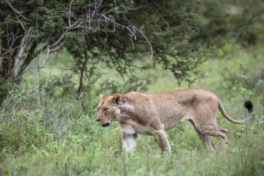 Afrika aslanı Kruger National park, Güney Afrika