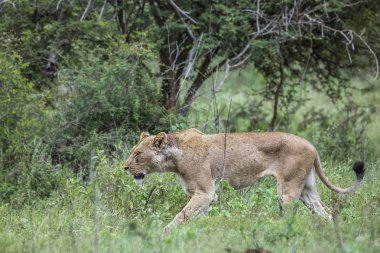 Afrika aslanı Kruger National park, Güney Afrika