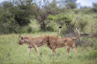 Afrika aslanı Kruger National park, Güney Afrika