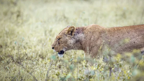 非洲狮在南非克鲁格国家公园 — 图库照片
