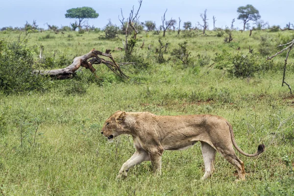 Lwa afrykańskiego w Kruger National park, Afryka Południowa — Zdjęcie stockowe