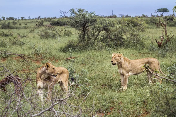 León africano en el Parque Nacional Kruger, Sudáfrica — Foto de Stock