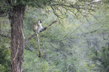 Vervet maymun Kruger Milli Parkı, Güney Afrika'da bir şube üzerinde oturan ; Cercopithecidae Specie Chlorocebus pygerythrus ailesi