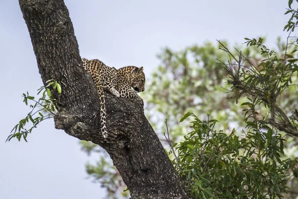 Léopard dans le parc national de Kruger, Afrique du Sud — Photo
