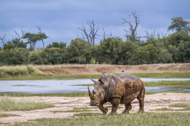 Güney beyaz gergedan Kruger National park, Güney Afrika