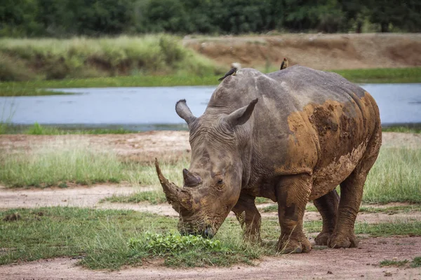У білий носоріг в Національний парк Крюгера, Південно-Африканська Республіка — стокове фото