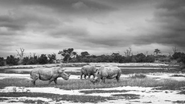 Tre Sydliga Vita Noshörningar Hlanes Kungliga Nationalpark Landskap Swaziland Specie — Stockfoto