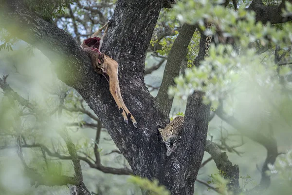 Lampart w Kruger National park, Afryka Południowa — Zdjęcie stockowe