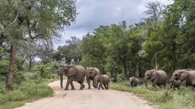 Afrika bush fil Kruger National park, Güney Afrika