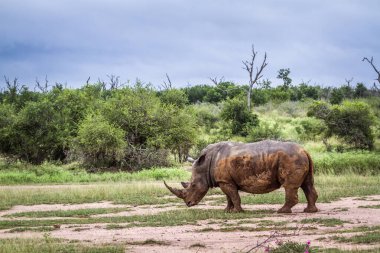 Güney beyaz gergedan Kruger National park, Güney Afrika