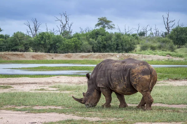 Rhinocéros blanc du Sud dans le parc national de Kruger, Afrique du Sud — Photo