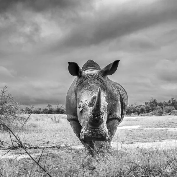 Southern White Rhinoceros Wide Anle Front View Hlane Royal National — Stock Photo, Image