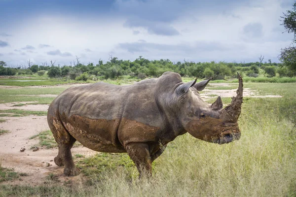 Rhinocéros blanc du Sud dans le parc national de Kruger, Afrique du Sud — Photo