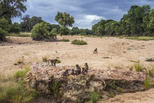 Pavián čakma v Kruger National park, Jihoafrická republika — Stock fotografie