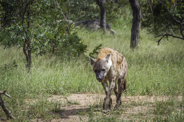 Hiena Manchada Caminando Sabana Verde Parque Nacional Kruger Sudáfrica Especie —  Fotos de Stock
