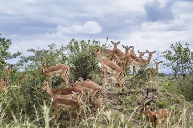 Güney Afrika 'daki Kruger Ulusal Parkı' nda küçük bir Impalas grubu; Bovidae familyasından Specie Aepyceros melampus