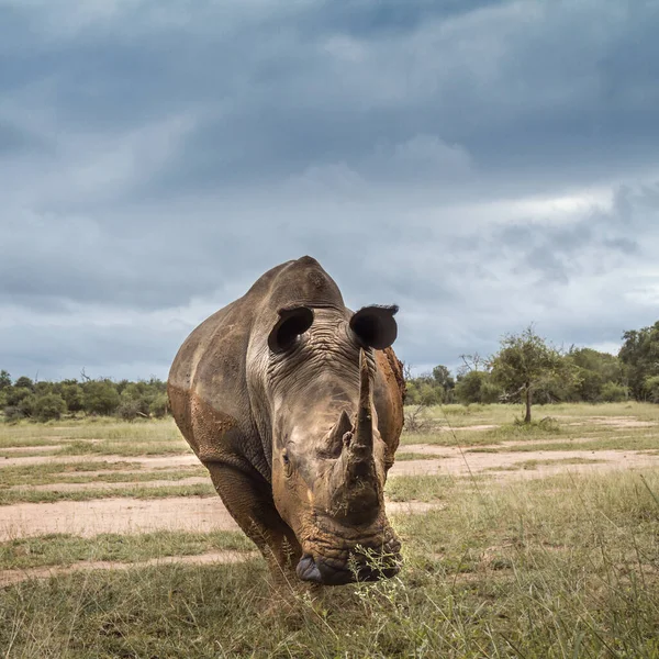 Rhinocéros Blanc Sud Large Anle Vue Face Dans Parc National — Photo