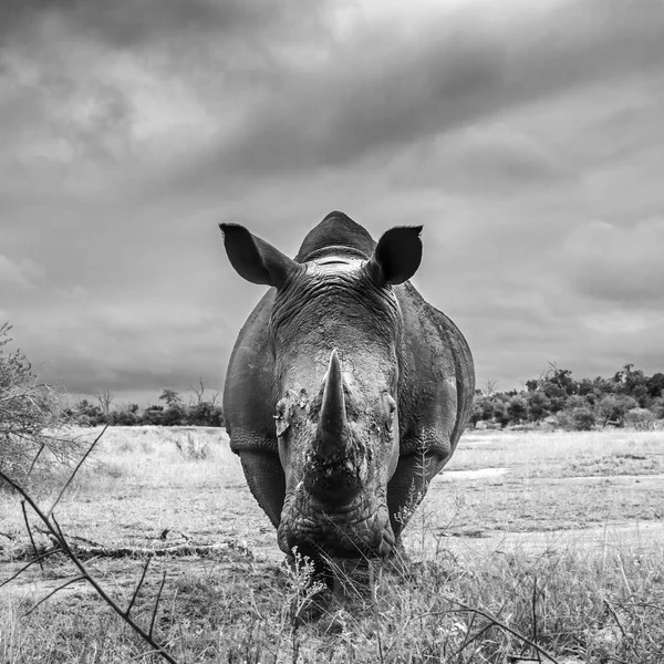 Südliche Breitmaulnashorn Frontansicht Hlane Royal National Park Swasiland Landschaft Spezies — Stockfoto