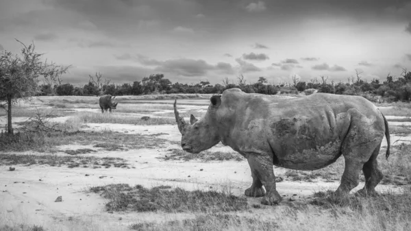 Südliches Breitmaulnashorn im Kruger Nationalpark, Südafrika — Stockfoto