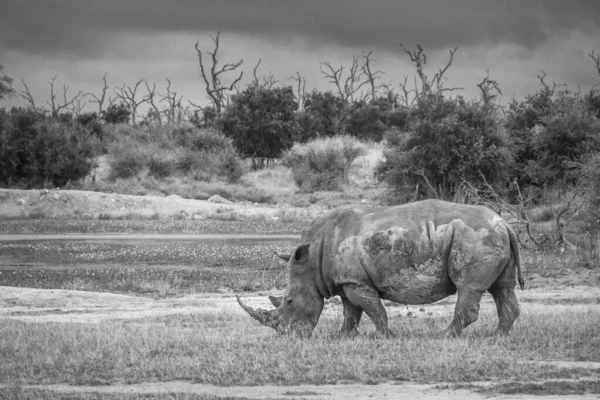 Südliches Breitmaulnashorn im Kruger Nationalpark, Südafrika — Stockfoto