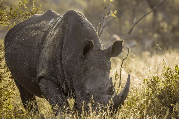 Südliches Breitmaulnashorn im Kruger Nationalpark, Südafrika — Stockfoto