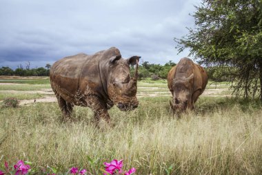Hlane Kraliyet Parkı, Svaziland manzarası, Rhinocerotidae familyasından Specie Ceratotherium simum simum ailesi geniş açılı iki güneyli gergedan.