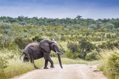 Afrika bush fil Kruger National park, Güney Afrika
