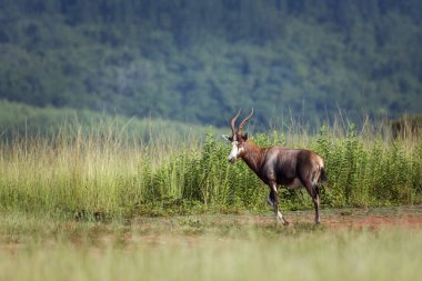 Mlilwane Vahşi Yaşam Tapınağı, Svaziland 'da kutsanmış