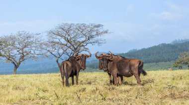 Blue wildebeest in Mlilwane wildlife sanctuary, Swaziland clipart