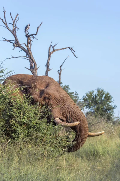 Afrikanischer Buschelefant im hlane royal Nationalpark, Swasiland — Stockfoto