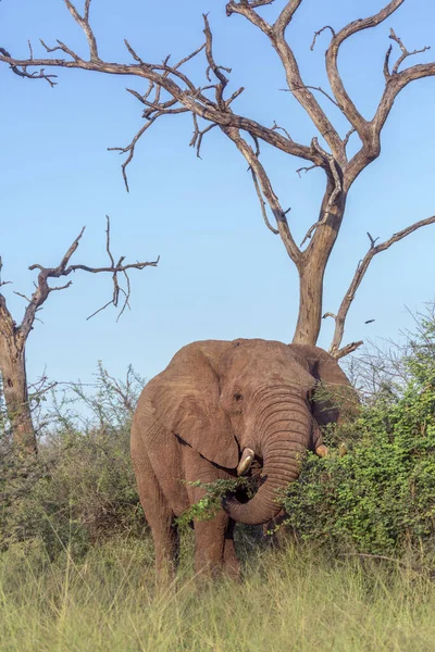 Afrikanischer Buschelefant im hlane royal Nationalpark, Swasiland — Stockfoto