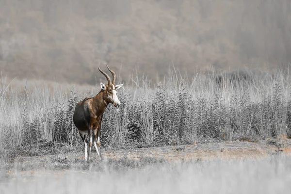 Blesbuck Hane Grön Savann Mlilwane Naturreservat Swaziland Art Damaliscus Pygargus — Stockfoto