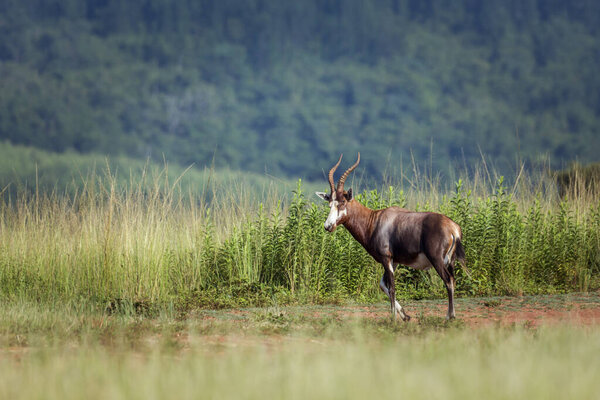 Blesbuck in Mlilwane wildlife sanctuary, Swaziland