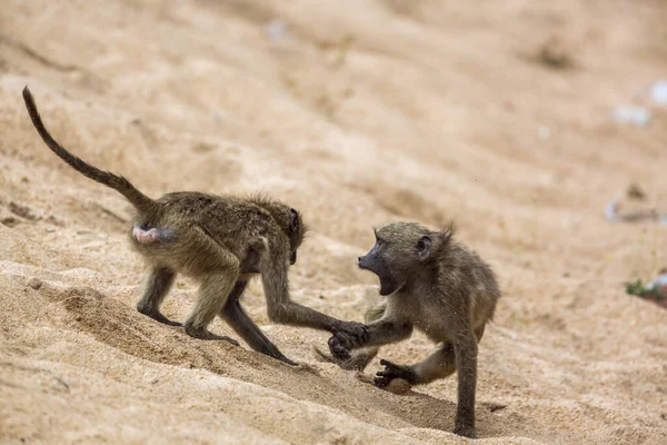 Chacma babouin dans le parc national Kruger, Afrique du Sud — Photo