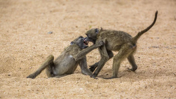 Chacma babuíno no Parque Nacional Kruger, África do Sul — Fotografia de Stock