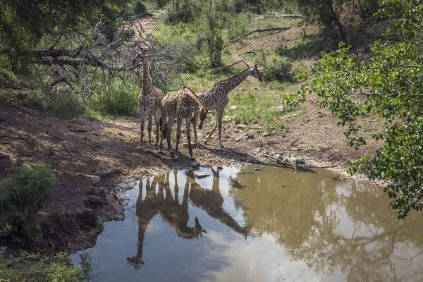 Giraffe in Kruger National park, South Africa — Stock Photo, Image