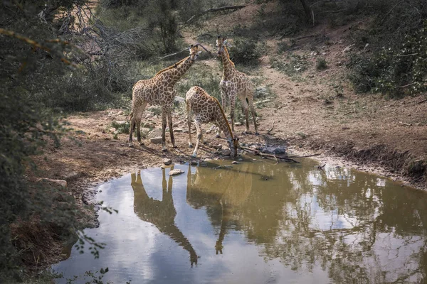 Жираф в Национальном парке Крюгер, ЮАР — стоковое фото